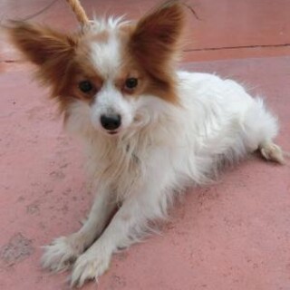 パピヨン♂」福島県 - 犬の里親募集(308610) :: ペットのおうち