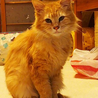 長毛の茶トラ　キングくん　一時停止