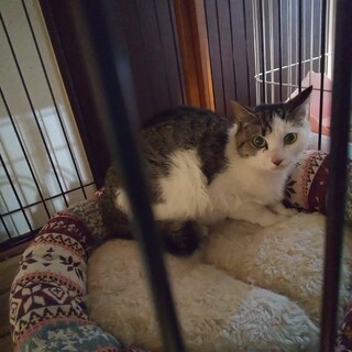 家猫修行中！元野良猫サバトラ女の子