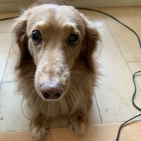 コタロー