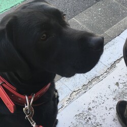 狂犬病予防接種