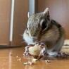 シマリス　男の子　4歳 サムネイル1