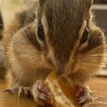 シマリス　男の子　4歳 サムネイル2