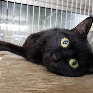 人好き控えめ『黒の男の子』推定５才