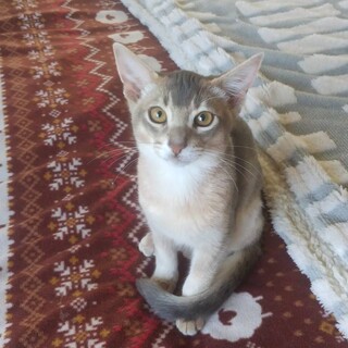 生後3か月ソマリの子猫