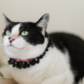 横断歩道を渡っていたネコ