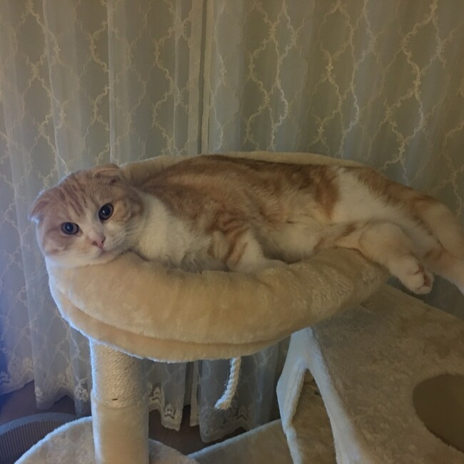 softkittyのカバー写真