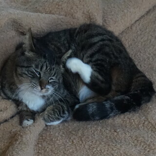 甘えん坊ちゅぱちゃん、医療・しつけ済