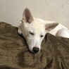 うたた寝