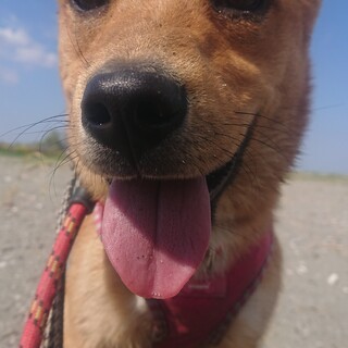 怖がりさん★約10ヶ月の女の子★メイちゃん