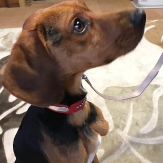 里親さん決まりましたビーグル１～２歳オス