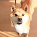 可愛らしい甘えん坊柴犬のちりめんちゃん！