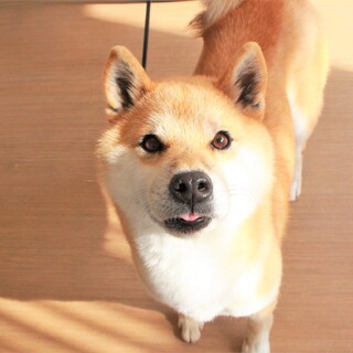 可愛らしい甘えん坊柴犬のちりめんちゃん！