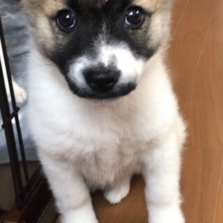 お顔がとっても可愛い　ソラくん