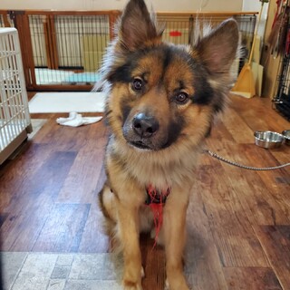 シェパード風の男の子里親募集