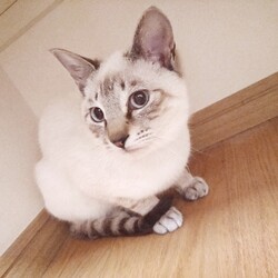 「猫アレルギー？」サムネイル1