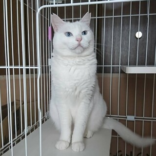 白猫のしろ雪♀の里親募集中