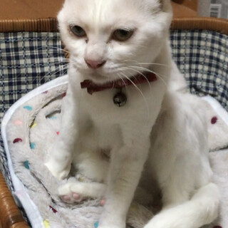 トライアル中♪多頭飼育現場から保護されたおくら