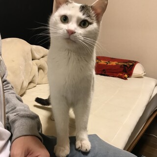 常にべったり　甘えん坊で離れない八兵衛くん　１歳