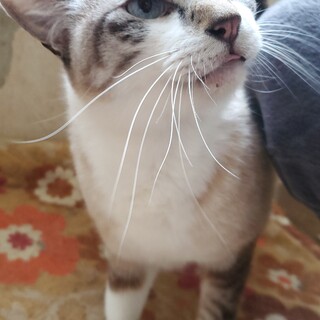 甘えん坊のイケメン王子