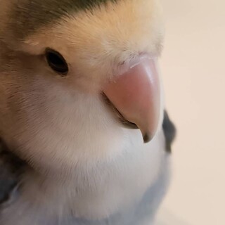 コザクラインコ