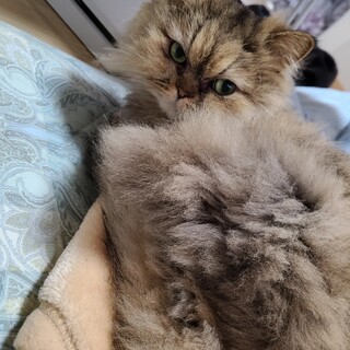 甘えん坊のペルシャ猫2匹