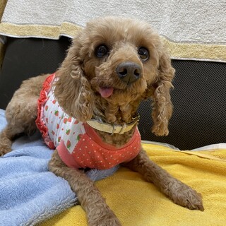 里親決定★ペコちゃん