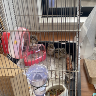 里親さんが決まりました！