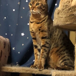 レックスです。一緒に遊ぼう！