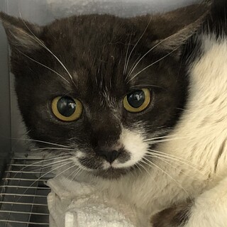 譲渡されました。