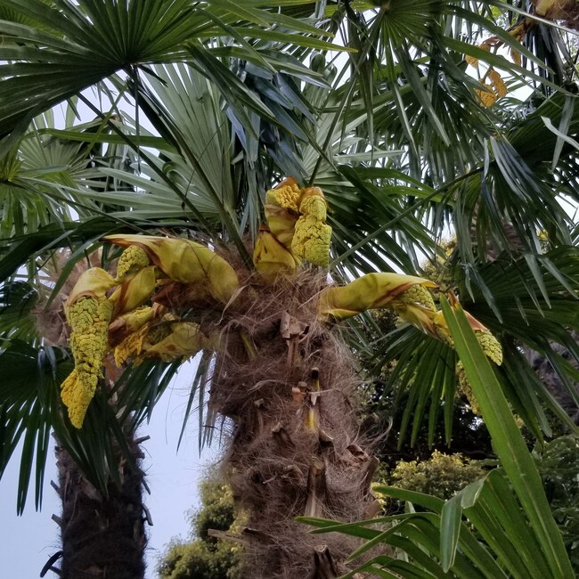 mantistailのカバー写真