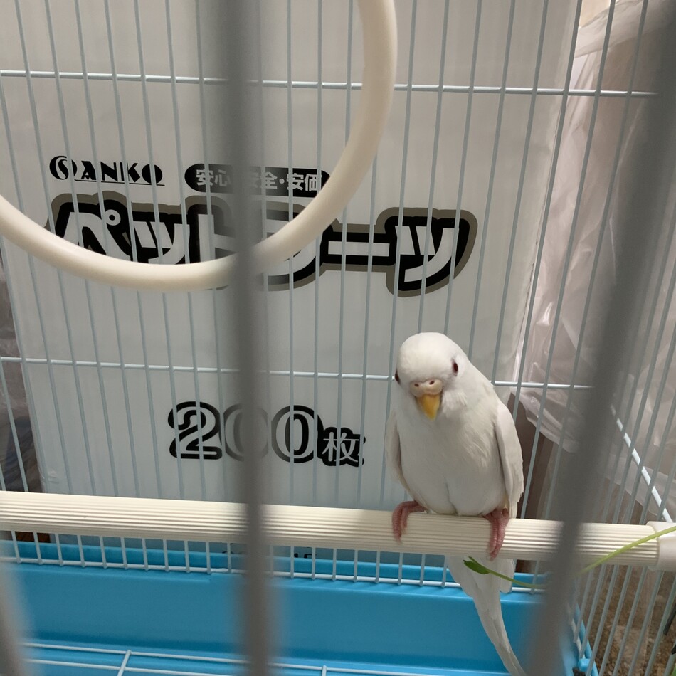 こうめちゃんのカバー写真