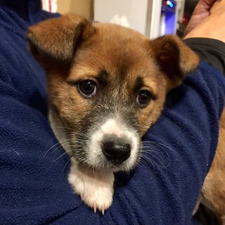 2.5ヶ月齢☆綺麗な顔立ちの“タムタムちゃん”