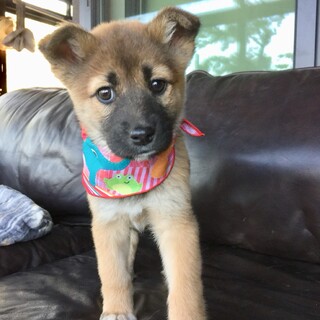 2.5ヶ月齢☆アイドル顔の“バルバルちゃん”