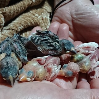 成長の遅い白文鳥中雛1羽