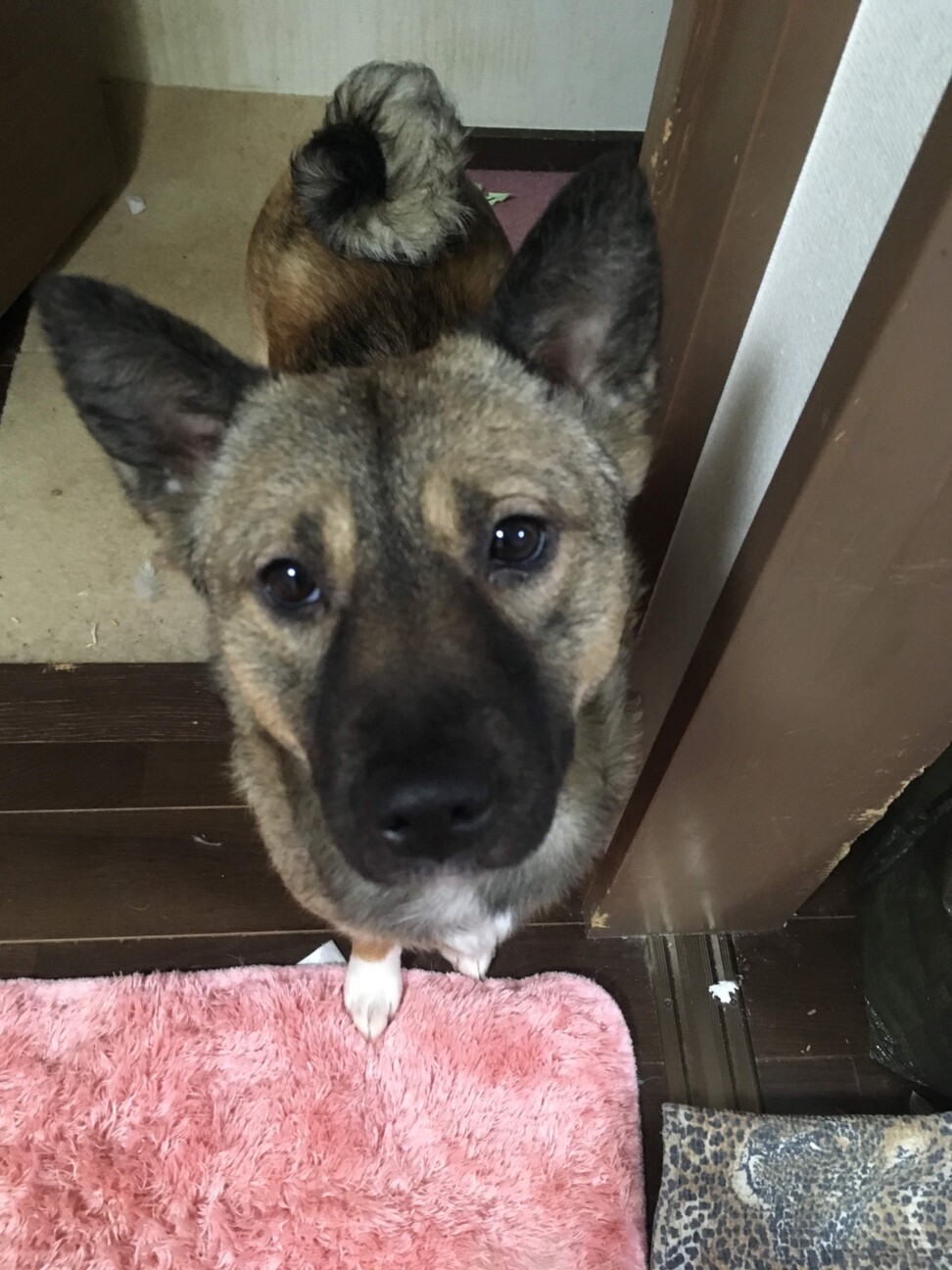 中型犬 雑種 3歳 東京都 犬の里親募集 ペットのおうち 月間利用者150万人