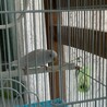 豆苗うまうまぁ〜