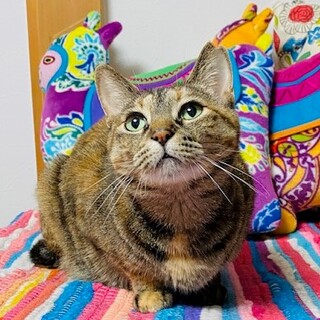 困り顔の小柄な女の子♡膝乗り大好き