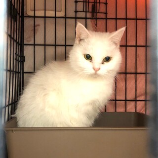 【真っ白な美人猫】の第２の飼い主になりませんか！！