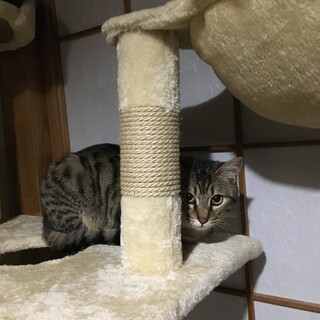 愛護センターレスキュー☆リオンくん