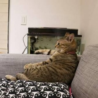 しあわせにゃんこになりました