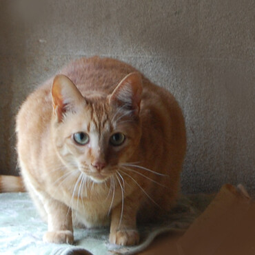 里親募集中の空くん。甘えん坊の茶トラ猫。