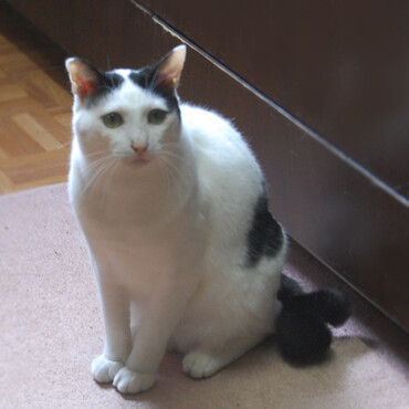 鍵しっぽのポッポくん