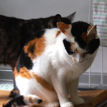 里親募集中のかわいい三毛猫のんちゃん