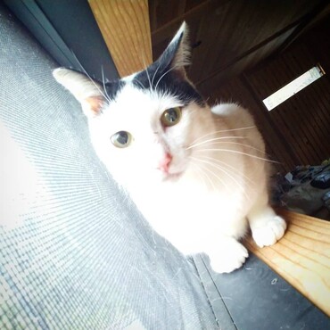 里親募集中の鍵しっポッポくん