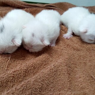 スコティッシュフォールド子猫の里親募集