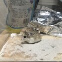 ロボロフスキーハムスター 2匹
