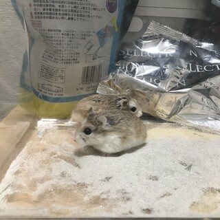 ロボロフスキーハムスター 2匹