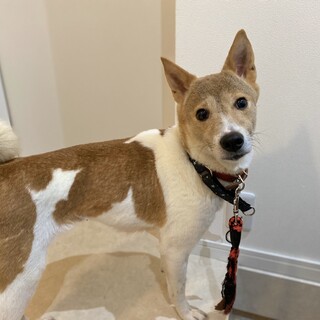 この子を助けてください。