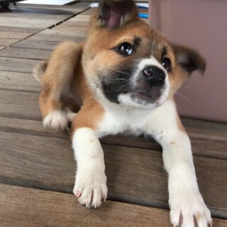 2.5ヶ月齢☆垂れ眉がキュートな“スティック君”